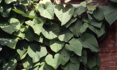 Leaves of Dutchman's Pipe